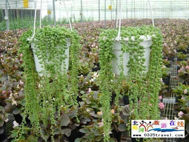 北戴河集發生態觀光園