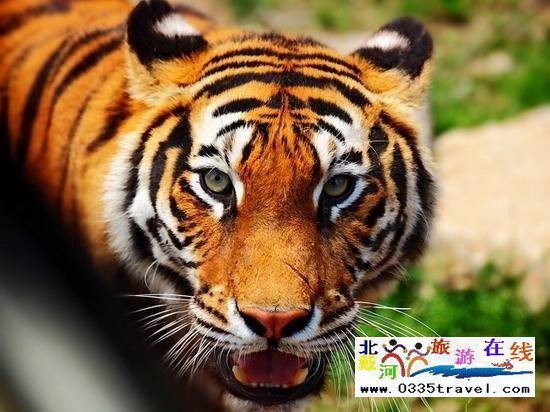 秦皇島野生動物園