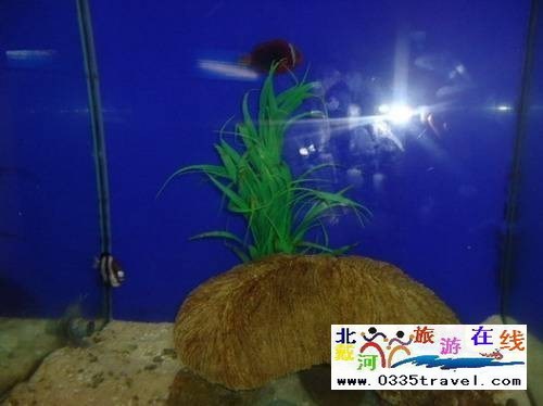 秦皇島新澳海底世界