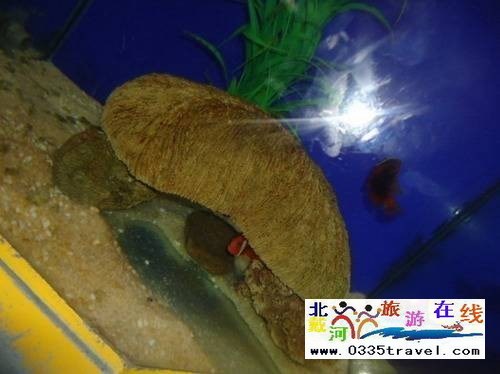 秦皇島新澳海底世界