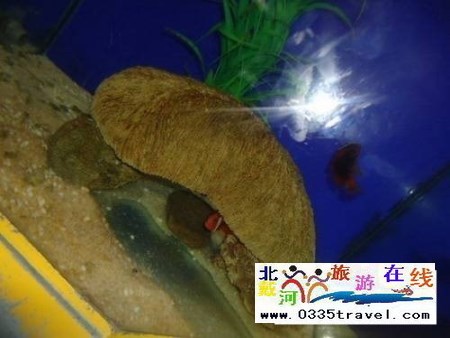 秦皇島新澳海底世界