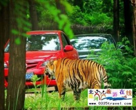 [秦皇島] 秦皇島野生動物園景點門票優惠88元起團，一人也成團，團隊更優惠，咨詢電話0335-3522599: