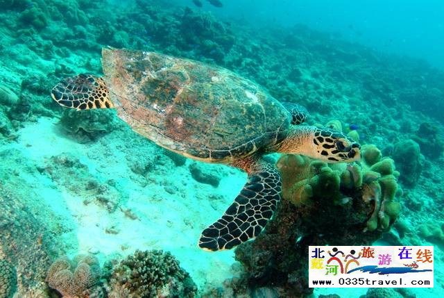 圣藍(lán)皇家海洋公園