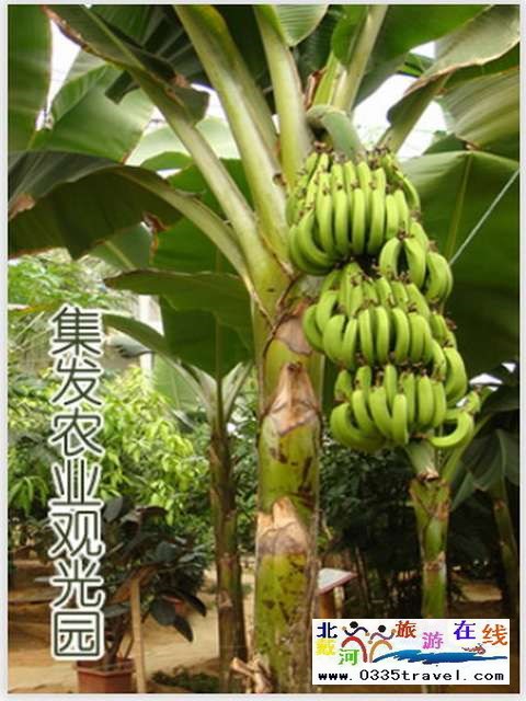 秦皇島一卡通旅游年票優惠辦理電話0335-3522588 3522599 13191824199