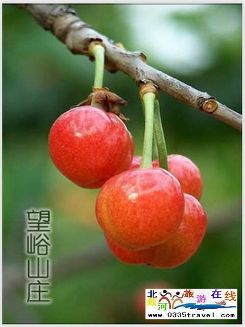 秦皇島一卡通旅游年票優惠辦理電話0335-3522588 3522599 13191824199