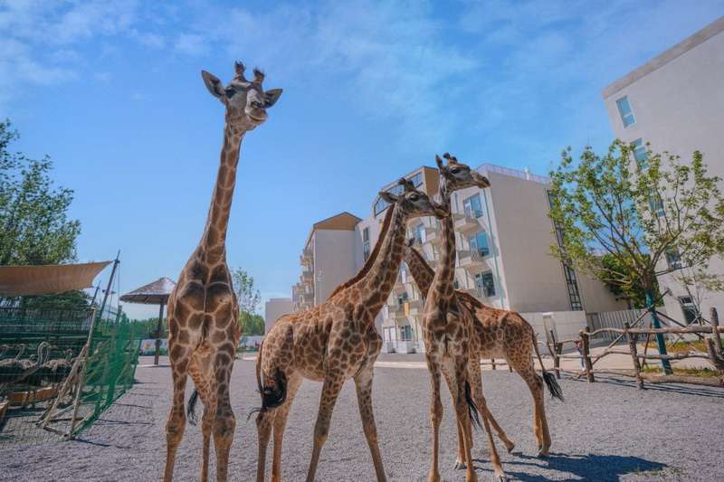 北戴河漁田小鎮七里海度假區-萬得瀾度假酒店&七里宿集民宿