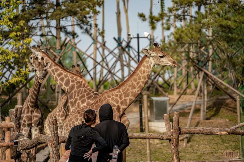 北戴河漁田小鎮七里海度假區-萬得瀾度假酒店&七里宿集民宿